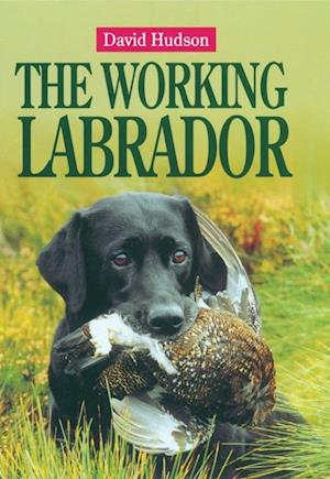 Working Labrador