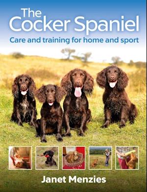 Cocker Spaniel