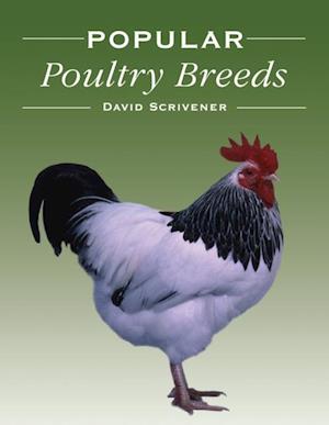 Popular Poultry Breeds