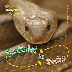 Life Cycles: Snakelet to Snake
