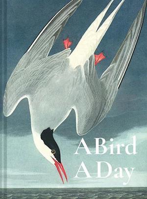 A Bird A Day