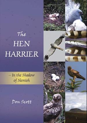 Hen Harrier