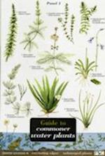 Guide to Commoner Water Plants