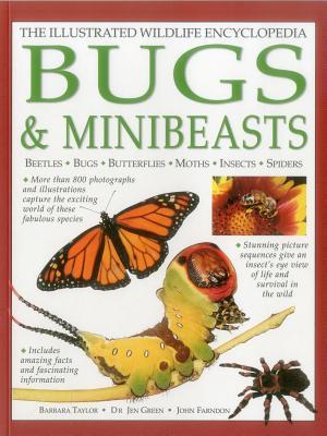 Illustrated Wildlife Encyclopedia: Bugs & Minibeasts