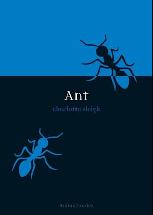 Ant