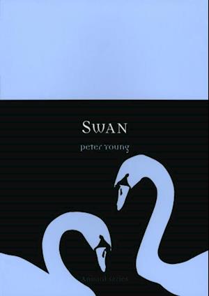 Swan