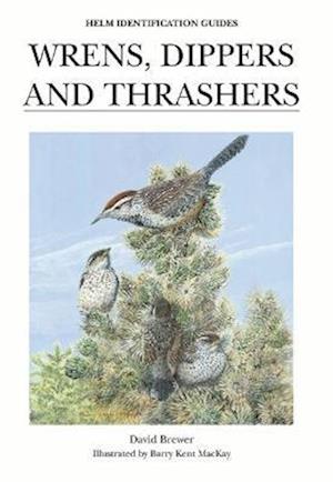 Wrens, Dippers and Thrashers