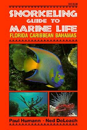 Snorkeling Guide to Marine Life Florida, Caribbean, Bahamas