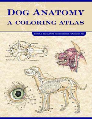 Dog Anatomy af Thomas O Mccracken som Paperback bog engelsk
