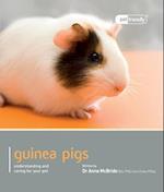 Guinea Pig - Pet Friendly