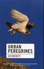 Urban Peregrines