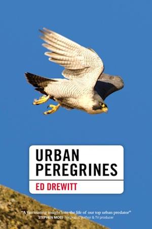 Urban Peregrines