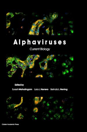 Alphaviruses