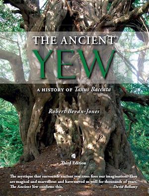 Ancient Yew