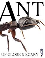 Ant