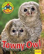 Wildlife Watchers: Tawny Owl
