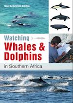 Watching Whales & Dolphins in Southern Africa