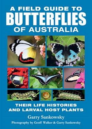 A Field Guide to Butterflies of Australia