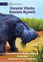 Why Hippos Have No Hair - Kwanini Viboko Hawana Nywele
