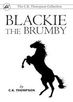 Blackie The Brumby