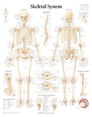 The Skeletal System Chart