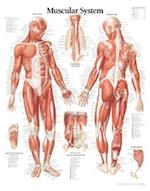 Muscular System Male Chart