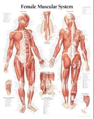 Muscular System Female Chart