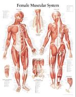 Muscular System Female Chart
