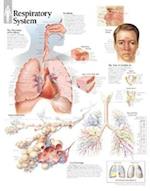 Respiratory System Chart