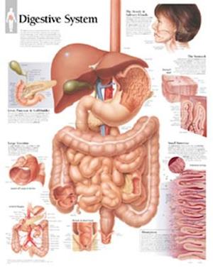 Digestive System Chart