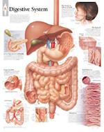 Digestive System Chart