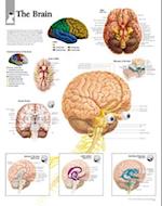 The Brain Chart