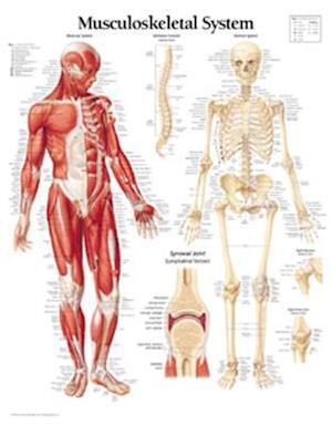 Musculoskeletal System Chart
