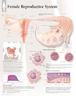 Female Reproductive System Chart