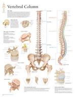 Vertebral Column Chart