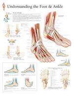 Understanding the Foot & Ankle Chart
