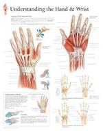 Understanding the Hand & Wrist Chart