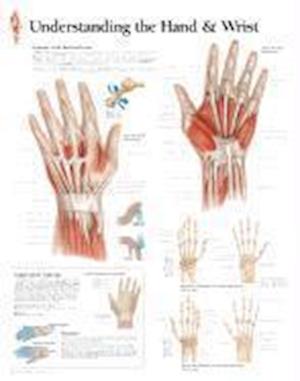 Understanding the Hand & Wrist Chart