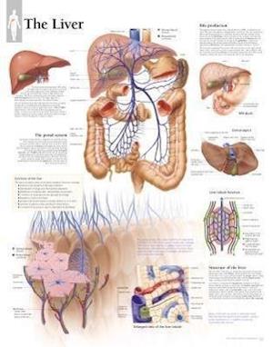 The Liver Chart