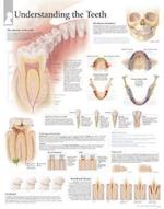 Understanding the Teeth Chart