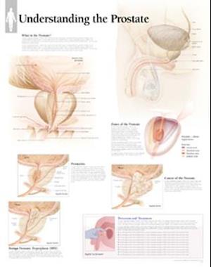 Understanding the Prostate