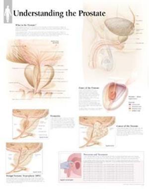 Understanding the Prostate