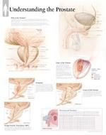 Understanding the Prostate