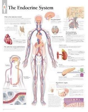 Endocrine System Paper Poster