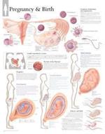 Scientific Publishing: Pregnancy & Birth Laminated Poster
