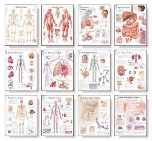 Body Systems Chart Set