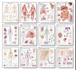 Body Systems Chart Set