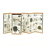 Sibley's Common Trees of Trails & Forests of the Mid-Atlantic & Midwest