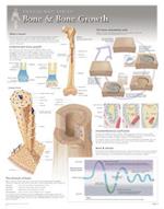 Bone & Bone Growth Wall Chart