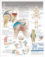 How Joints Work Wall Chart